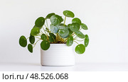 peperomioides house plant white background ai generated. Стоковое AI-изображение, AI-художник Vectorwin / Фотобанк Лори