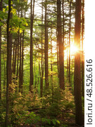 The suns rays filter through the dense foliage of the forest, creating dappled light patterns on the ground below. Стоковое AI-изображение, AI-художник Данила Большаков / Фотобанк Лори