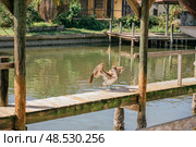 Пеликан сушит крылья. Стоковое фото, фотограф Анна Карлтон / Фотобанк Лори