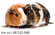 A couple of brown and white hamsters are seated next to each other, showcasing their fluffy fur and small, twitching noses. Стоковое AI-изображение, AI-художник Данила Большаков / Фотобанк Лори
