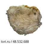 Baryte or barite is a mineral consisting of barium sulfate. Стоковое фото, фотограф Константин Григорьев / Фотобанк Лори