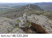 Куст с привязанными ленточками на камнях Южного Урала. Россия, Республика Башкортостан. Стоковое фото, фотограф Алексей Иванов / Фотобанк Лори