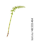 Young horsetail (Equisetum) sprig Isolated on white background, cutout ready. Стоковое фото, фотограф Елена  Попкова / Фотобанк Лори