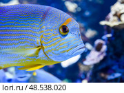 Close-up of a brightly colored sailfin snapper showing sharp blue lines and fin detail in tropical reef tank. Стоковое фото, фотограф Татьяна Терехина / Фотобанк Лори