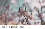 Close-up of delicate pink blossoms emerging on tree branches, signaling arrival of spring. Soft sunlight filters through, highlighting freshness and renewal of nature. Стоковое видео, видеограф Енваев Андрей / Фотобанк Лори