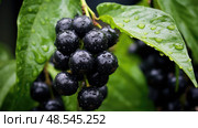 vine black pepper fruit ai generated. Стоковое AI-изображение, AI-художник Vectorwin / Фотобанк Лори