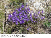 Цветущая дикорастущая вероника простертая (лат. Veronica prostrata). Крым, апрель. Стоковое фото, фотограф Сергей Рыбин / Фотобанк Лори