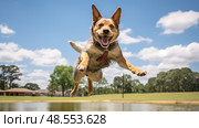park red heeler ai generated. Стоковое AI-изображение, AI-художник Vectorwin / Фотобанк Лори