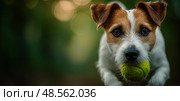 Dog Playing Fetch in a Green Park During Golden Hour. Стоковое AI-изображение, AI-художник Юлия Гапеенко / Фотобанк Лори