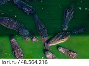Crocodiles Basking in Green Waters Under Bright Sunlight Near Natural Habitat. Стоковое фото, фотограф Aleksandr Golubev / Фотобанк Лори