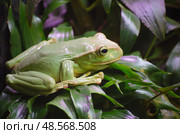 Зелёная лягушка ракофорус феи или гигантский веслоног феи (Rhacophorus feae) сидит на зелёном листе в государственном зоологическом парке удмуртии (ижевском зоопарке) (2021 год). Стоковое фото, фотограф Александр Ермулин / Фотобанк Лори
