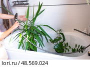 Yucca dracaena houseplant it stands in bathroom for washing. Care of potted plants, watering, dusting, humidification. Стоковое фото, фотограф Ольга Симонова / Фотобанк Лори