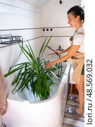 A woman in an apron washes the yucca, dracaena houseplant from the shower in the bathroom. Care of potted plants, watering, dusting, humidification. Стоковое фото, фотограф Ольга Симонова / Фотобанк Лори