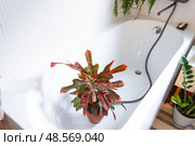 Croton Codium houseplant it stands in bathroom for washing. Care of potted plants, watering, dusting, humidification. Стоковое фото, фотограф Ольга Симонова / Фотобанк Лори