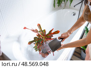 A woman in an apron washes the Croton Codium houseplant from the shower in the bathroom. Care of potted plants, watering, dusting, humidification. Стоковое фото, фотограф Ольга Симонова / Фотобанк Лори