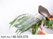 A woman in an apron washes the Epiphyllum angulier houseplant from the shower in the bathroom. Care of potted plants, watering, dusting, humidification. Стоковое фото, фотограф Ольга Симонова / Фотобанк Лори