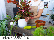 Repotting and caring home plant codium croton into new pot in home interior. Woman breeds and grows plants hobby, holds tropical plant with red leaves. Стоковое фото, фотограф Ольга Симонова / Фотобанк Лори