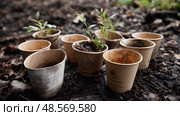 Compostable coffee cups breaking down in soil. Recycling of waste, zero waste production, preservation of the ecology of the Earth. Стоковое AI-изображение, AI-художник ALLA YURTAYEVA / Фотобанк Лори