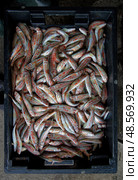 Freshly caught red mullet in a black box. Стоковое фото, фотограф Екатерина Лызлова / Фотобанк Лори
