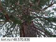 Вид сверху на огромный ствол секвойи с размашистыми ветвями. Стоковое фото, фотограф Дарья Савченко / Фотобанк Лори