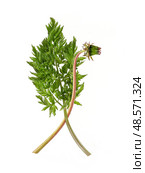 Closed dandelion bud and delicate chervil (Anthriscus cerefolium) sprig isolated on white background, cutout ready. Стоковое фото, фотограф Елена  Попкова / Фотобанк Лори