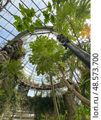 Tropical plant greenhouse. Стоковое фото, фотограф Irina Opachevsky / Фотобанк Лори
