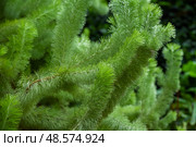 Adenanthos sericeus woolly bush with soft silver foliage. Native Australian shrub from Western Australia, perfect for drought-resistant gardens. Стоковое фото, фотограф Татьяна Терехина / Фотобанк Лори