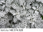 Top view of the textured silver foliage of Dusty Miller (Jacobaea Maritima), also known as Silver Ragwort. Fine, intricate leaves create a natural botanical background. Стоковое фото, фотограф Татьяна Терехина / Фотобанк Лори
