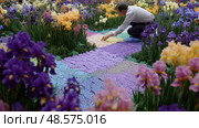 Gardener arranging colorful iris flowers in a vibrant landscape during springtime in a botanical garden. Стоковое AI-изображение, AI-художник Сергей Толмачёв / Фотобанк Лори