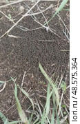 Close-up of an anthill: the bustling life of ants in detail. Macro photography, nature, industrious insects. Стоковое видео, видеограф Елена Высокова / Фотобанк Лори