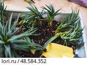 Spring replanting of indoor flowers. Replanting of Haworthiopsis - Haworthia Fasciata or Zebra Aloe plant, separation of new shoots. Стоковое фото, фотограф Ирина Буракова / Фотобанк Лори