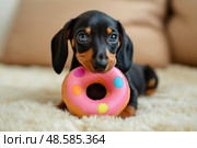 Mini dachshund puppy playing with colorful toy donut lying on soft blanket. Щенок мини таксы играет с разноцветным игрушечным пончиком, лежа на мягком одеяле. Стоковое AI-изображение, AI-художник Katsiaryna Repich / Фотобанк Лори