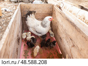 Chicken mother with chickens. Стоковое фото, фотограф Evgenia Shevardina / Фотобанк Лори