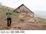 Man and pigs in mountain village. View of the village in Armenia in the spring. Tavush region. Редакционное фото, фотограф Evgenia Shevardina / Фотобанк Лори