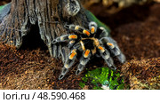 Mexican redknee tarantula in natural habitat with detailed markings. Стоковое фото, фотограф Lamina Akulova / Фотобанк Лори