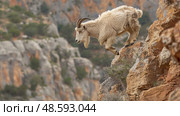 A mountain goat scale a sheer cliff, utilizing its agile hooves and nimble movements to ascend the rocky terrain. Стоковое AI-изображение, AI-художник Данила Большаков / Фотобанк Лори