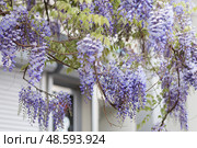 Blooming Wisteria Sinensis closeup. Стоковое фото, фотограф Evgenia Shevardina / Фотобанк Лори