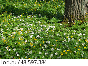 Sunny green meadow with white and yellow wildflowers under old tree trunk, natural shadow play, summer landscape. Стоковое фото, фотограф Елена  Попкова / Фотобанк Лори