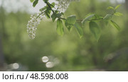The branches of a flowering bird cherry sway in the wind in the rays of the sun. Стоковое видео, видеограф Ирина Мойсеева / Фотобанк Лори