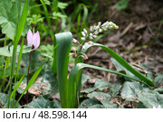 Spring blossom Common Roman Squill (lat.- Bellevalia flexuosa) Стоковое фото, фотограф Irina Opachevsky / Фотобанк Лори