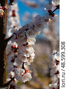Blooming apricot trees in early spring. Стоковое фото, фотограф Яков Филимонов / Фотобанк Лори