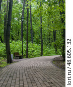 A path through a forest with a bench and a lamp post. Стоковое фото, фотограф Ярославский Максим / Фотобанк Лори