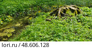 Serene forest stream with old tree stump and roots, peaceful nature scene with yellow wildflowers. Стоковое фото, фотограф Елена  Попкова / Фотобанк Лори