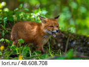 Animal red fox cub in spring forest chewing grass with appetite. Стоковое фото, фотограф Бачкова Наталья / Фотобанк Лори