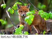 Portrait of adorable red fox cub peeking out from behind tree branches in spring sunny forest. Стоковое фото, фотограф Бачкова Наталья / Фотобанк Лори