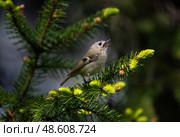 Small bird goldcrest sitting on branches of coniferous spruce tree and singing. Стоковое фото, фотограф Бачкова Наталья / Фотобанк Лори