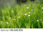 Stellaria holostea. delicate forest flowers made of ham, Stellaria holostea or Echte Sternmiere. Floral background. White flowers on a natural background. close-up, macro photo, beauty of nature. Стоковое фото, фотограф Дина Дамоцева / Фотобанк Лори