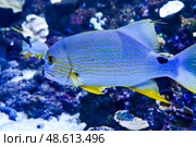 Sailfin snapper fish with blue lines and yellow fins swimming in a coral reef aquarium in Singapore. Стоковое фото, фотограф Татьяна Терехина / Фотобанк Лори