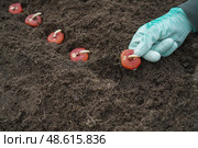 The process of planting a gladiolus bulb or corm in a mixborder in a garden plot. Seasonal work on planting seedlings of flowers in landscaping near a country house. Farmer hands in gloves plant gladioli. Стоковое фото, фотограф Ирина Старикова / Фотобанк Лори