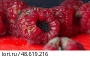 mold and fungus on raspberries close-up, berries, health hazard, expired products, detailing. Стоковое фото, фотограф Иван Грушевич / Фотобанк Лори